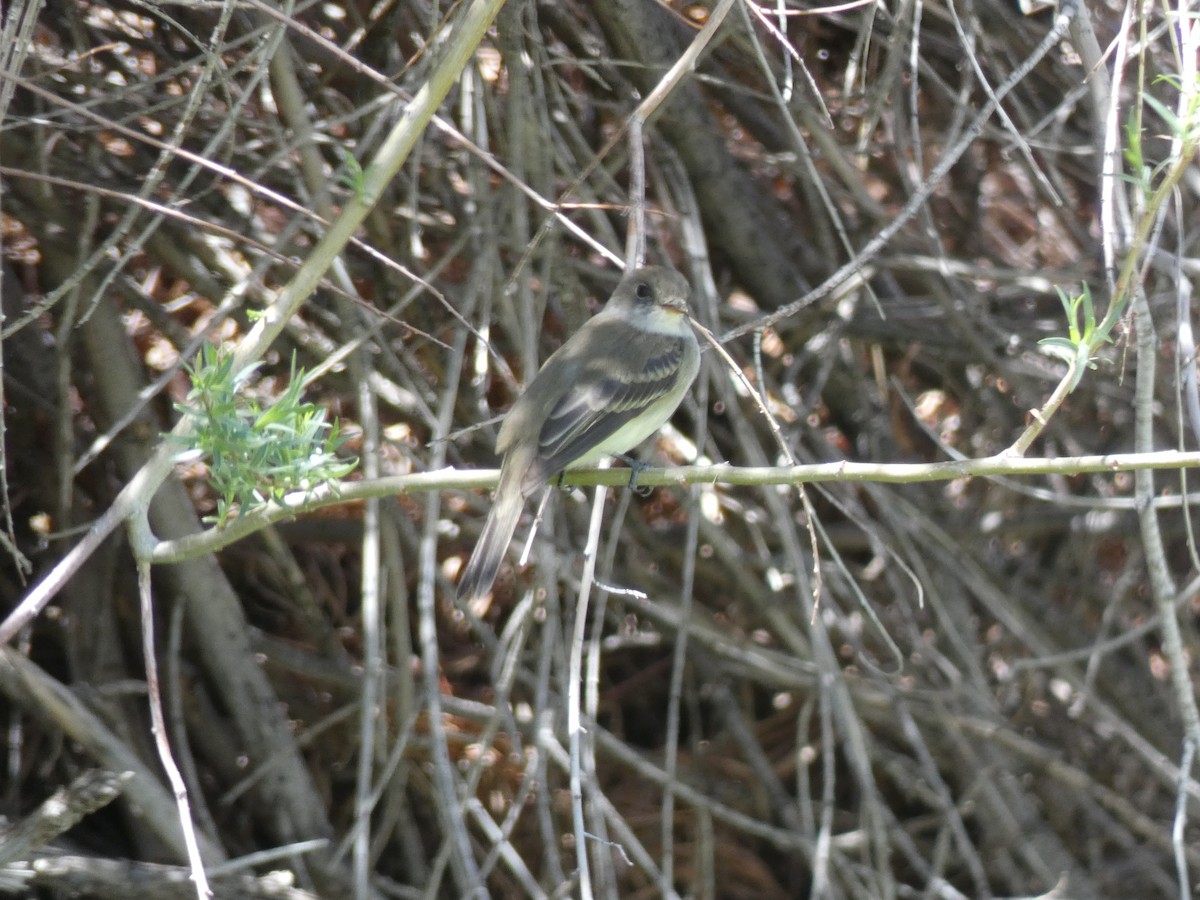 Gray Flycatcher - ML449185051