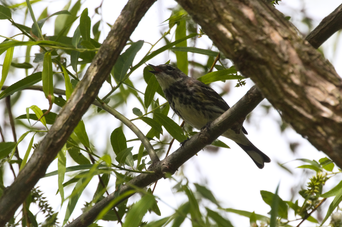 Yellow-rumped Warbler - ML449185591