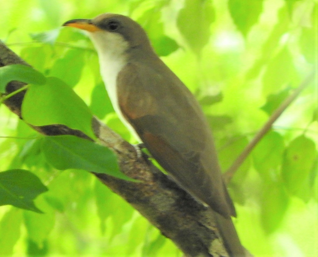 Yellow-billed Cuckoo - ML449185831