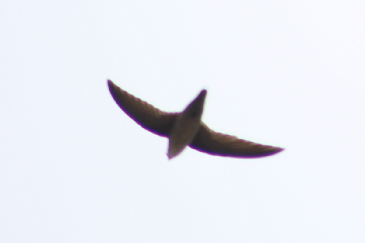 Vaux's Swift - ML449185871