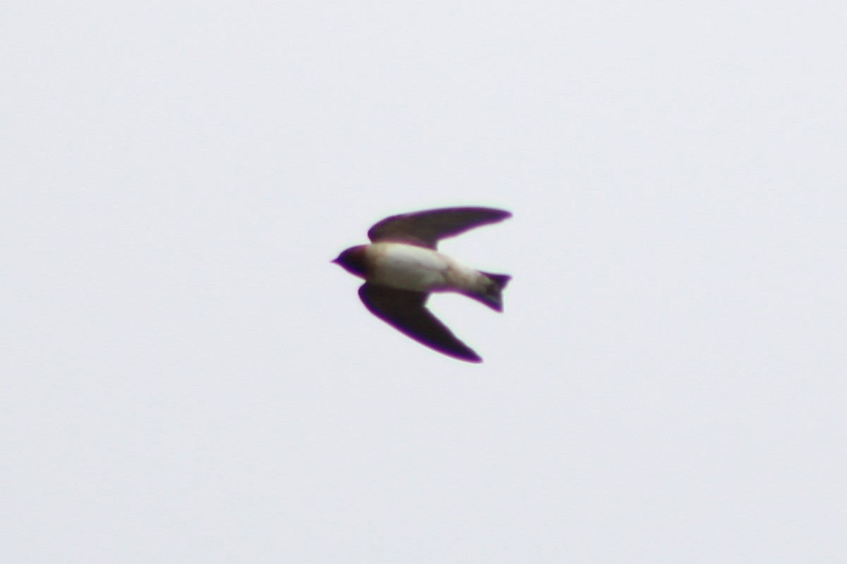 Cliff Swallow (pyrrhonota Group) - ML449185951