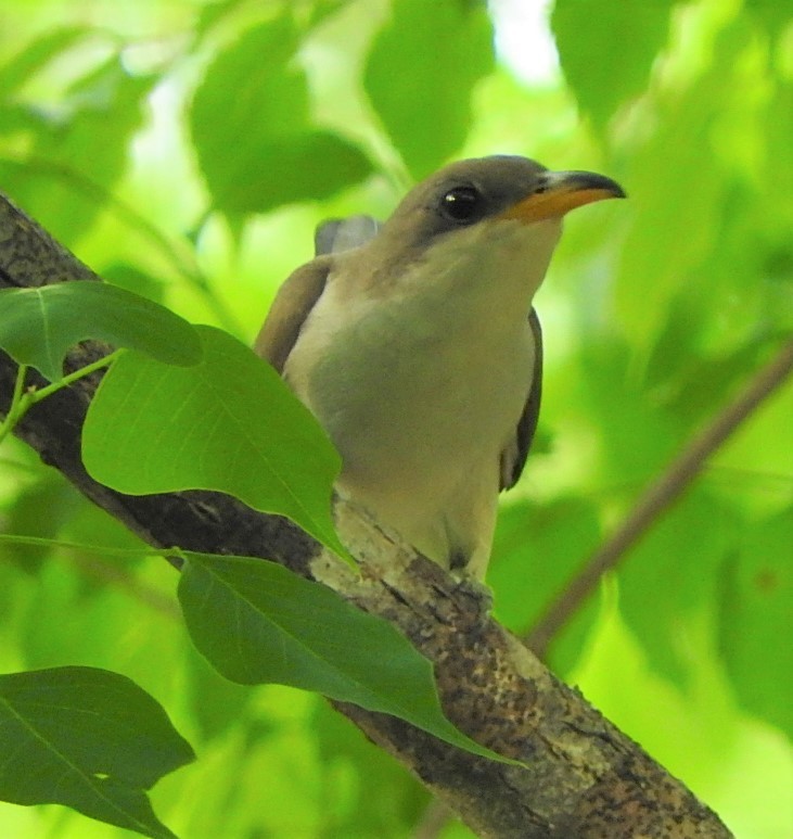 Yellow-billed Cuckoo - ML449185991