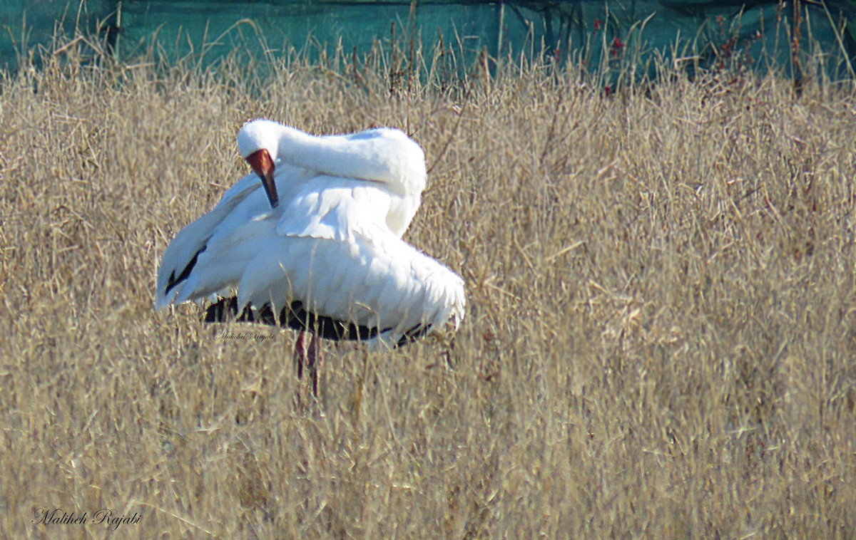 Siberian Crane - ML44918601