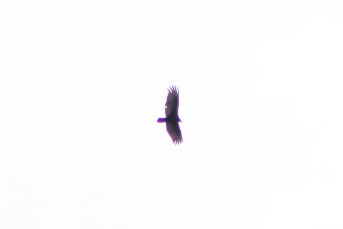 Turkey Vulture - ML449186021