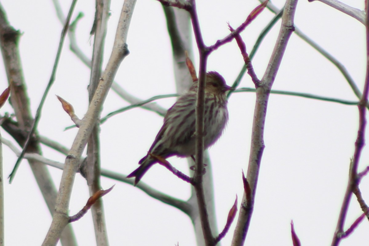 Pine Siskin - ML449186251