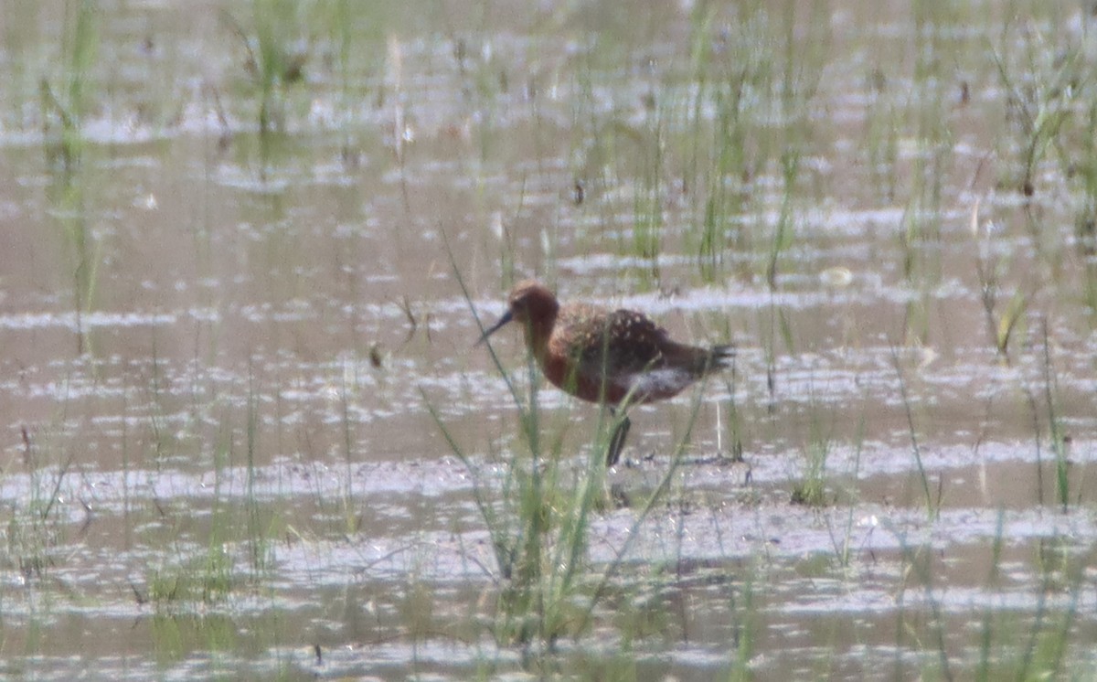 Curlew Sandpiper - ML449187381