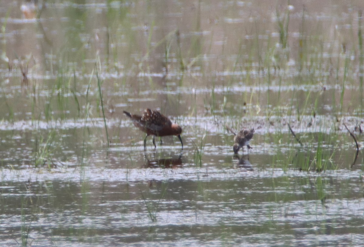 Curlew Sandpiper - ML449187421