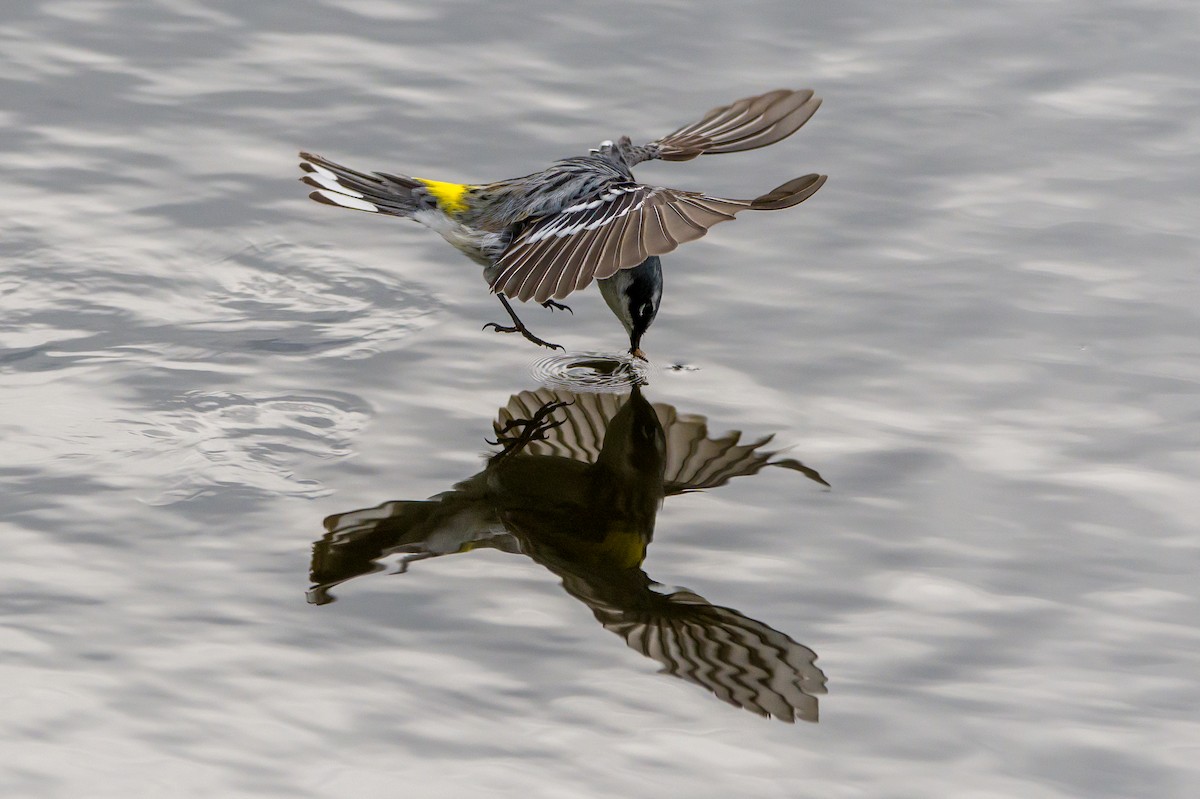 Reinita Coronada - ML449187651