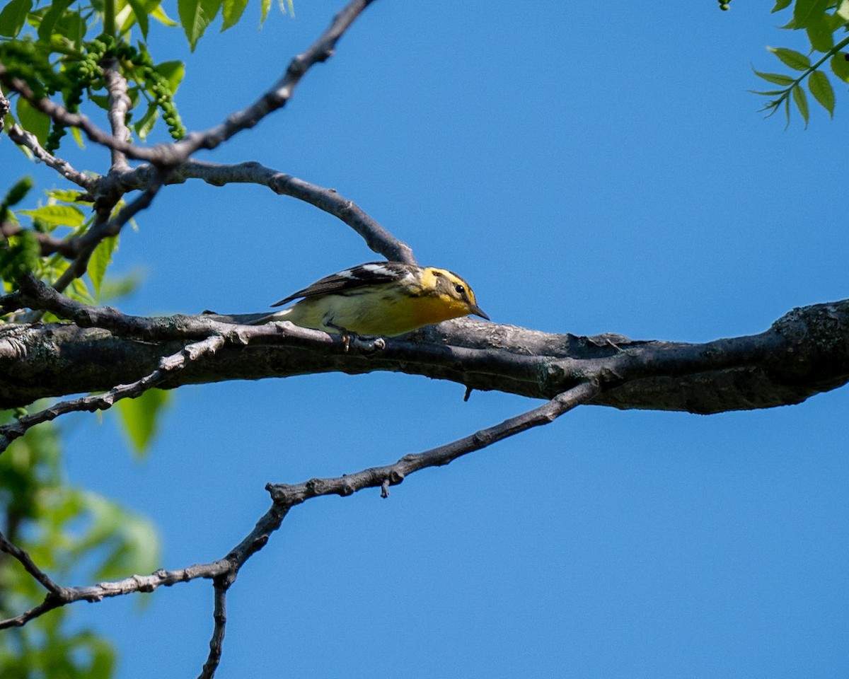 lesňáček jedlovcový - ML449187801