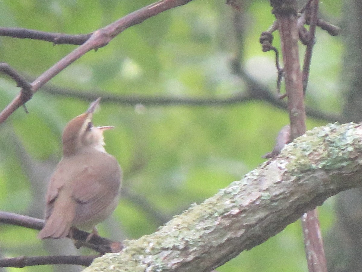 Swainson's Warbler - ML449188561