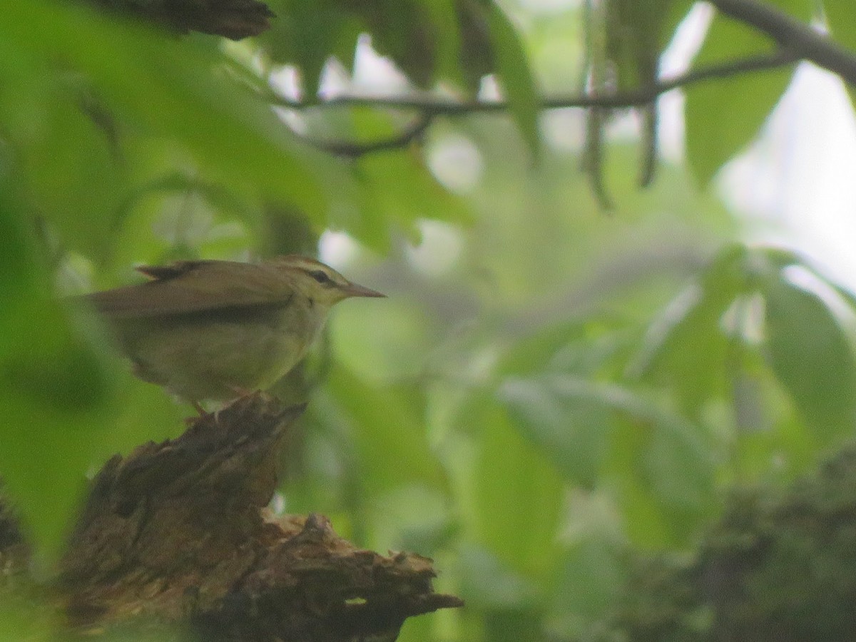 Swainson's Warbler - ML449188901