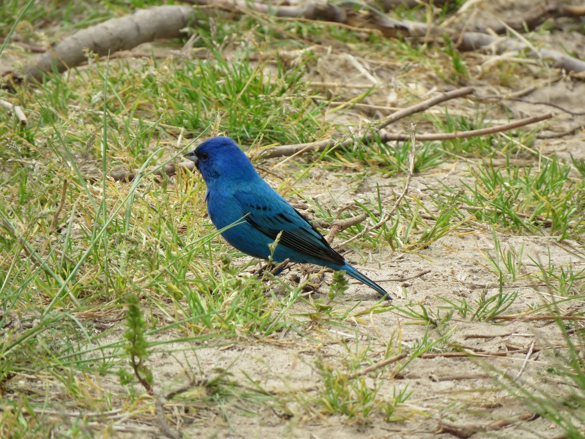 Indigo Bunting - ML449188981