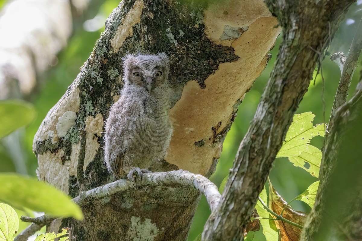 Middle American Screech-Owl (Middle American) - ML449189071