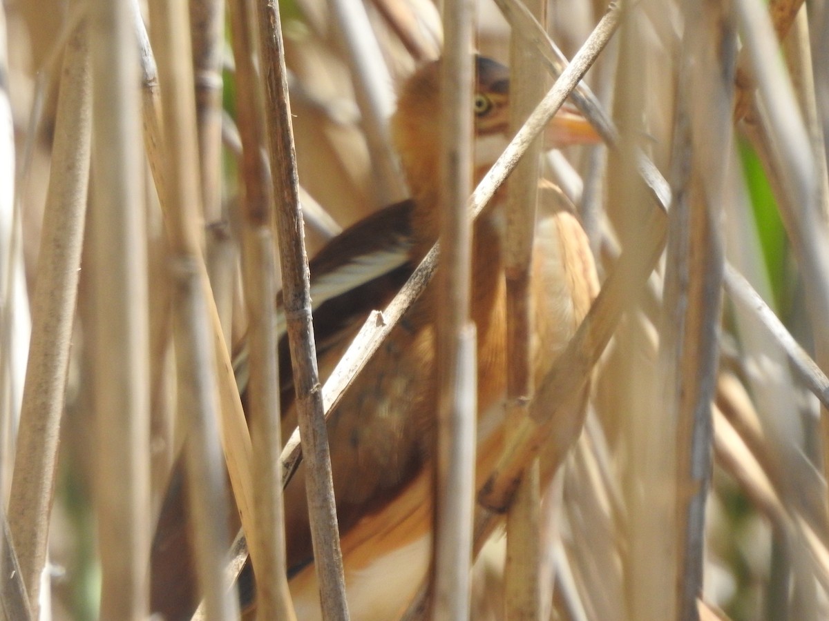 Least Bittern - ML449191401