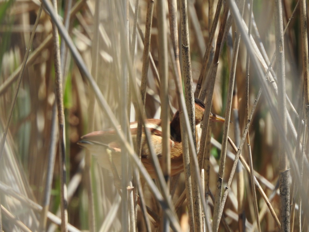 Least Bittern - ML449191721