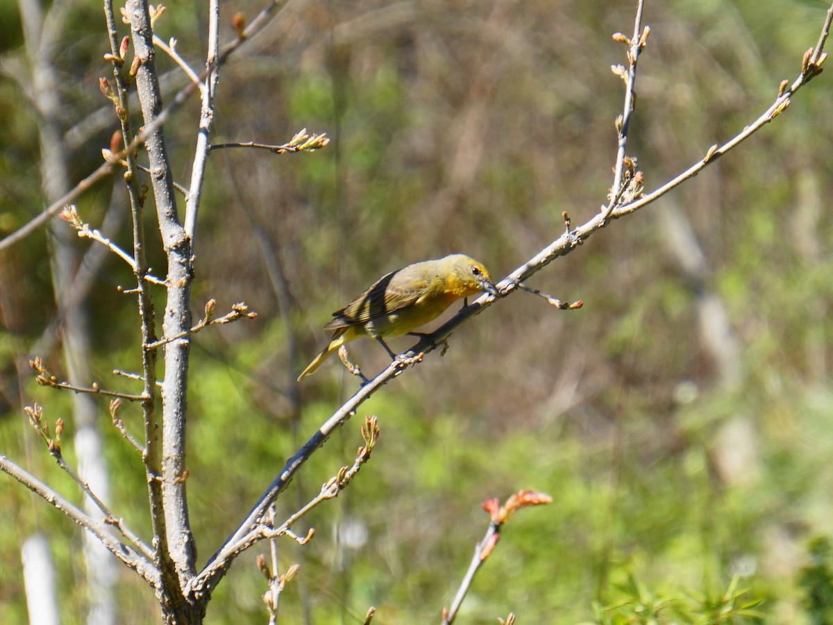 Hepatic Tanager - ML449191951
