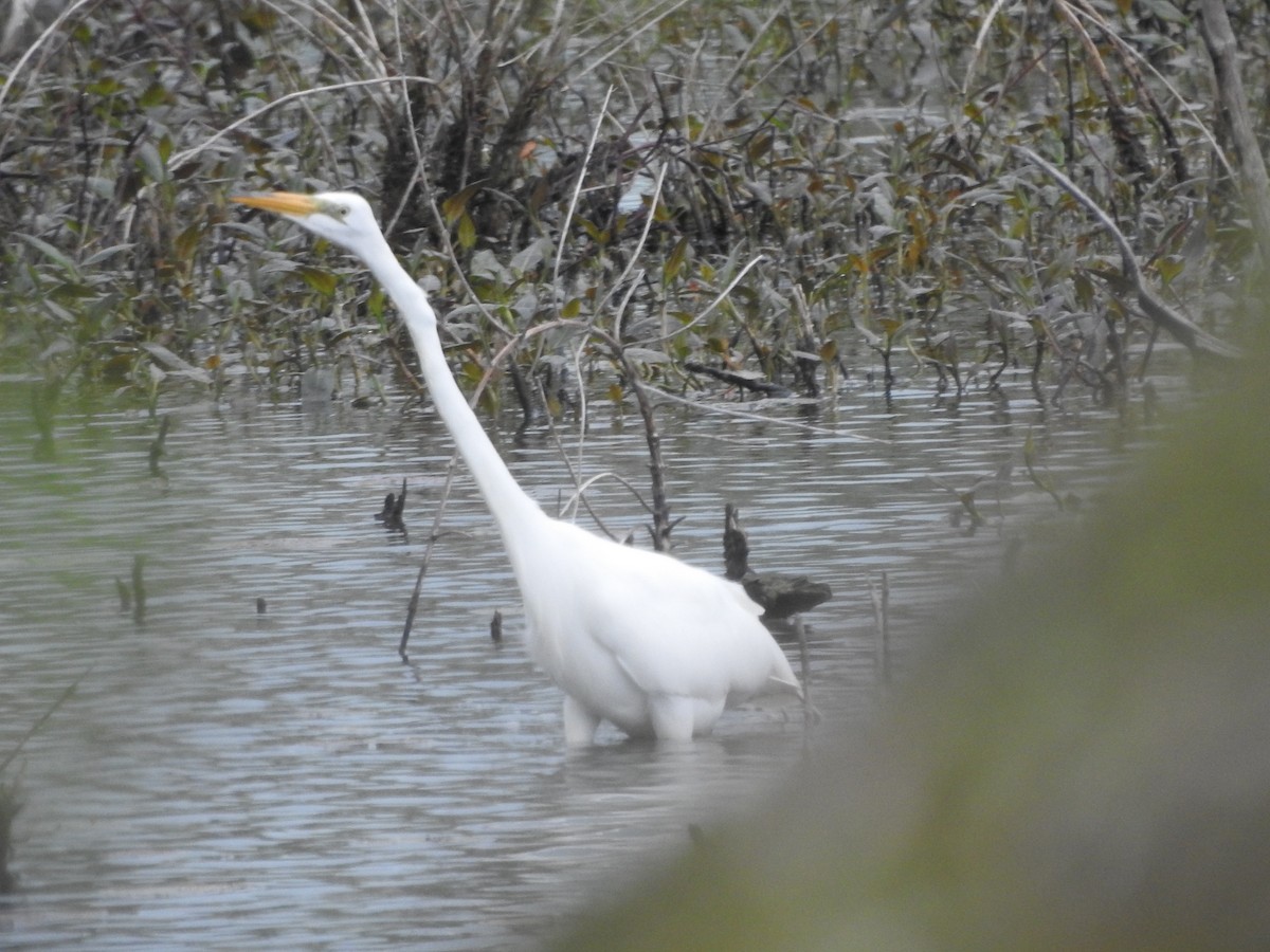 Great Egret - Isaiah Craft