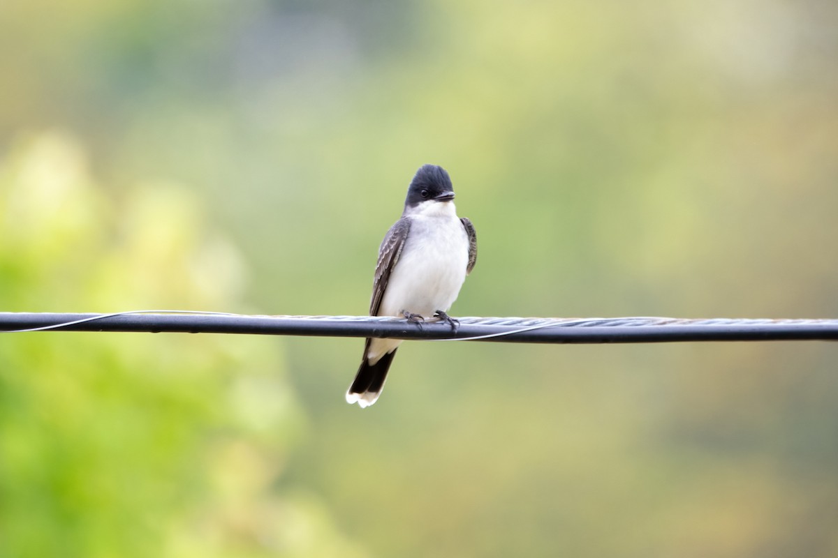 Eastern Kingbird - Karen Hardy