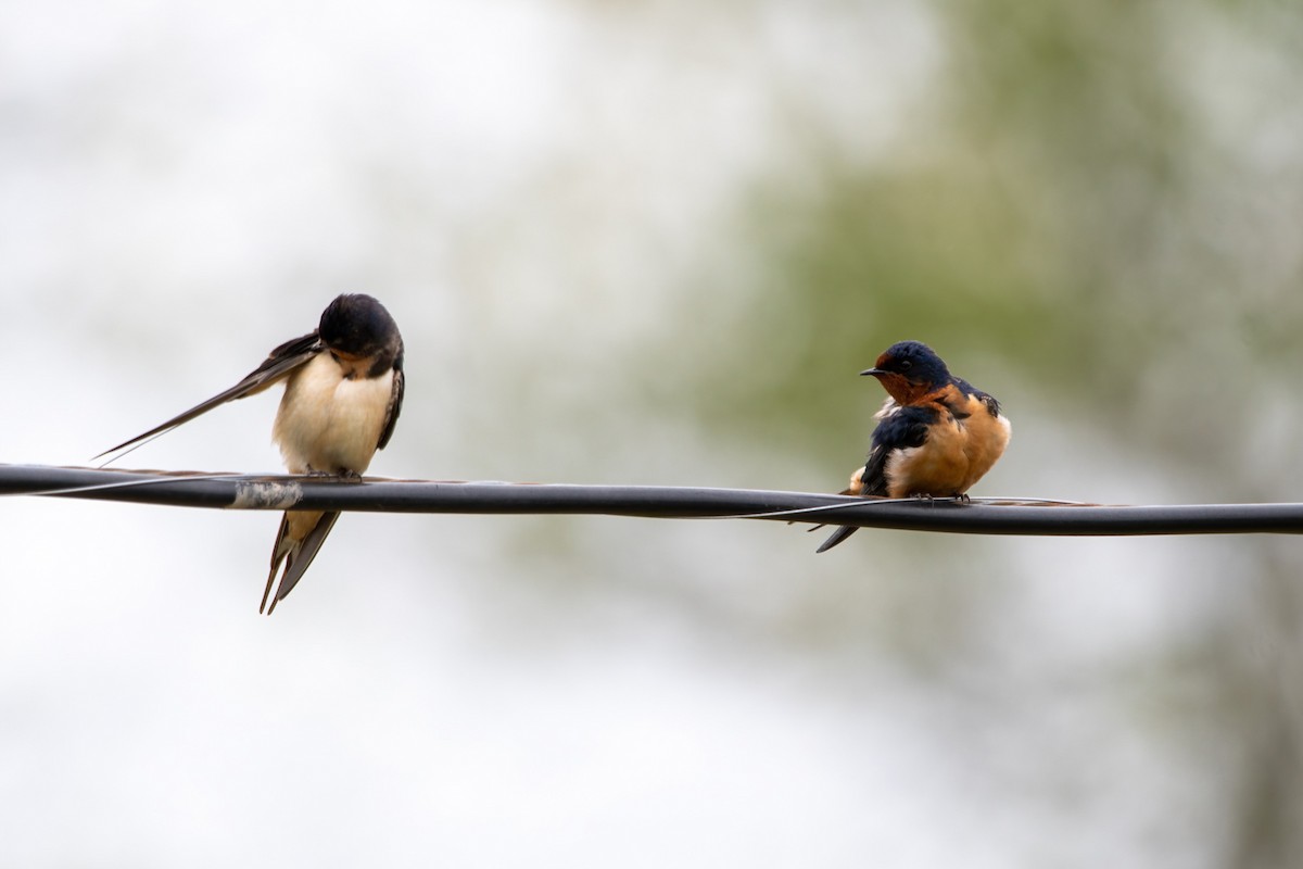 Barn Swallow - Karen Hardy