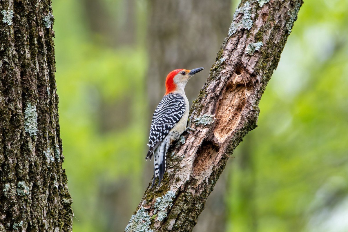 Red-bellied Woodpecker - ML449193661