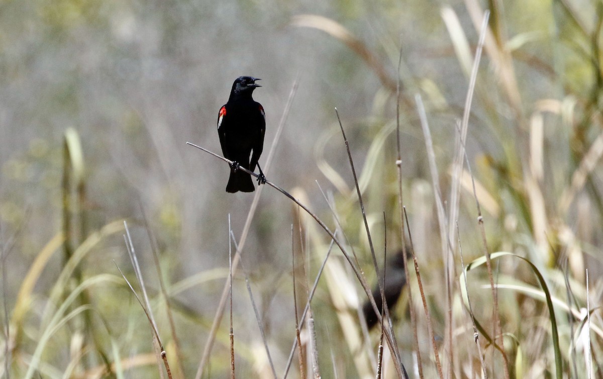 Tricolored Blackbird - Don Roberson