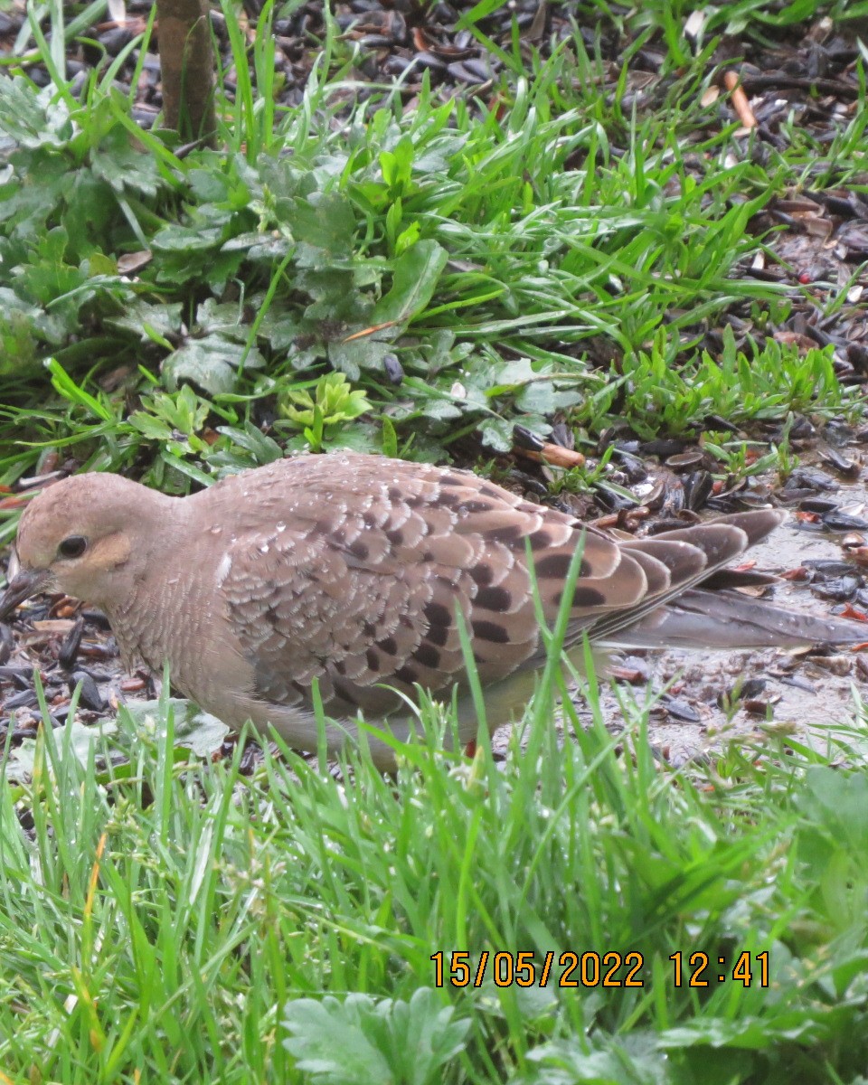 Mourning Dove - ML449193891