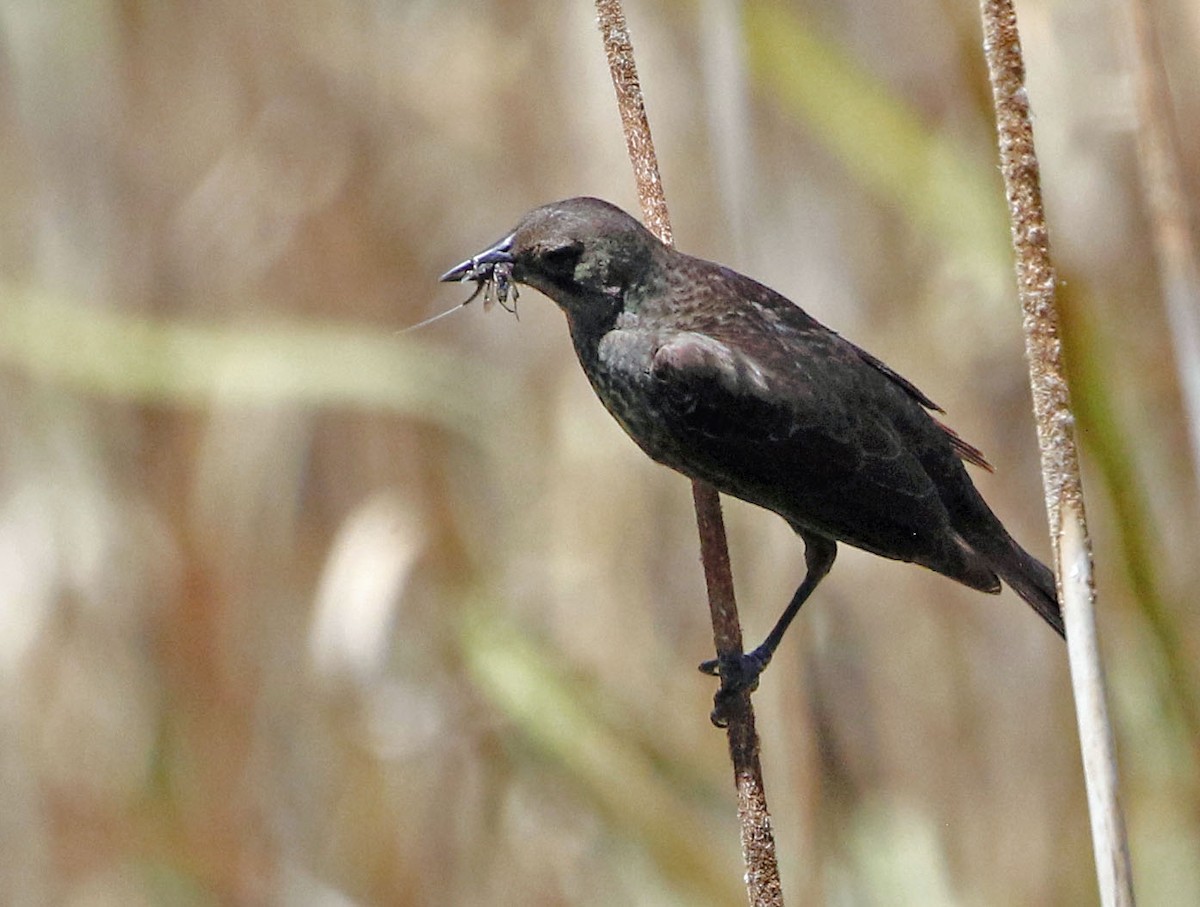 Tricolored Blackbird - ML449194051