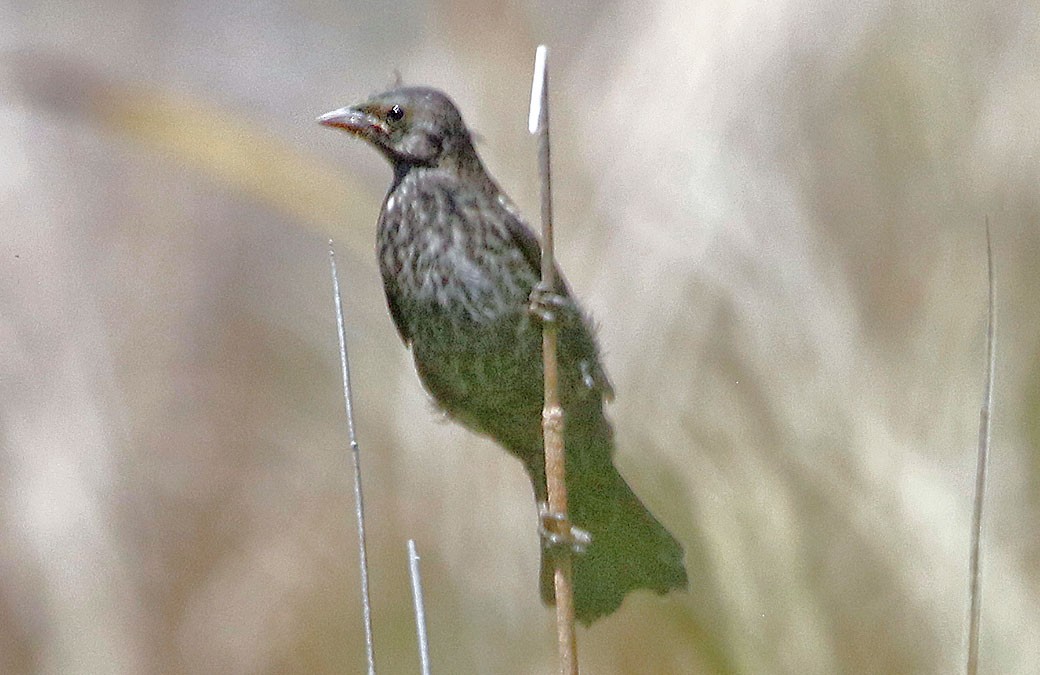 Tricolored Blackbird - ML449194131