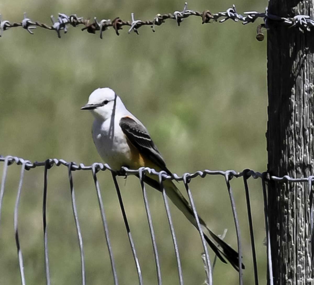 Scissor-tailed Flycatcher - ML449194431