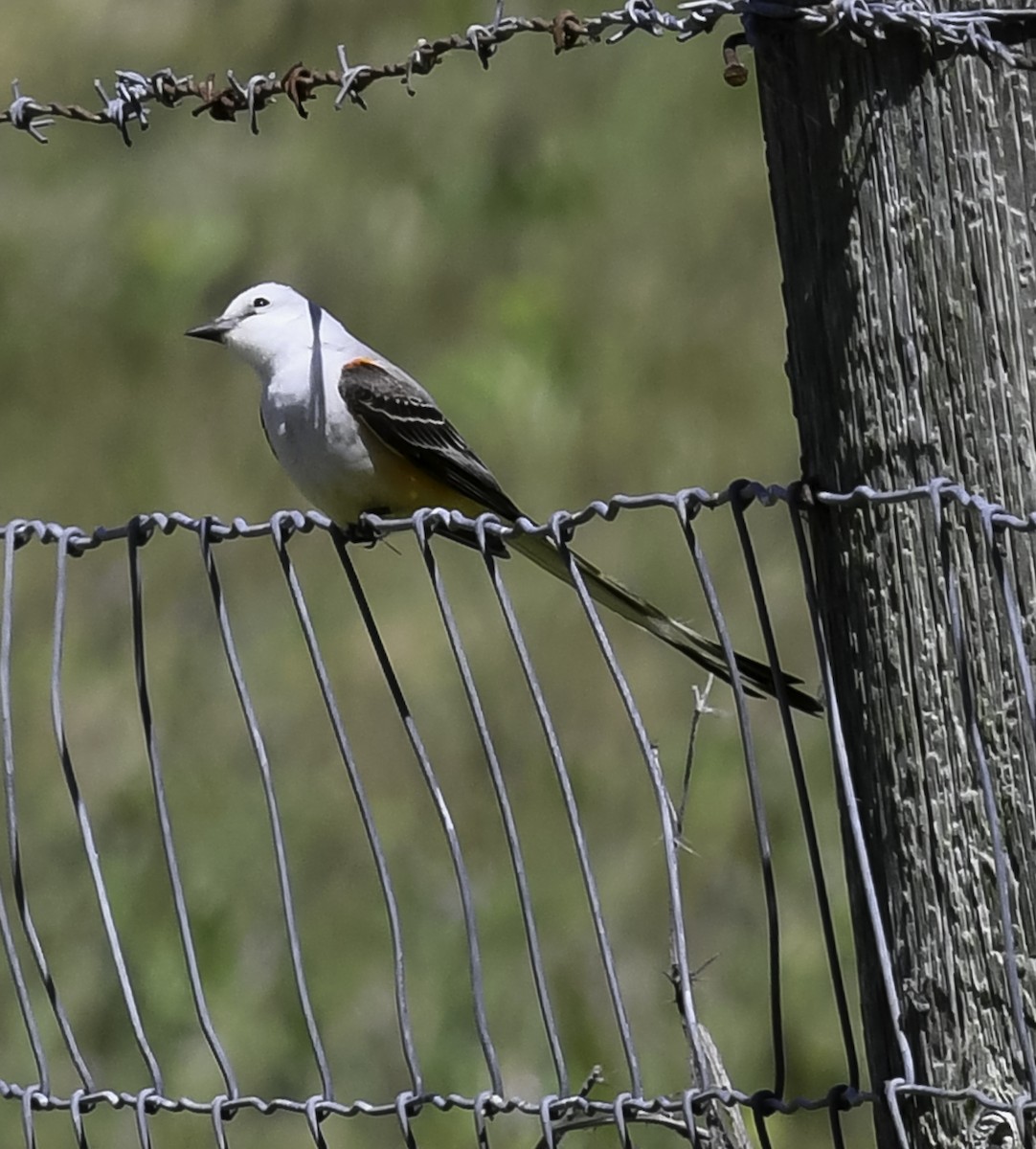 Scissor-tailed Flycatcher - ML449194511