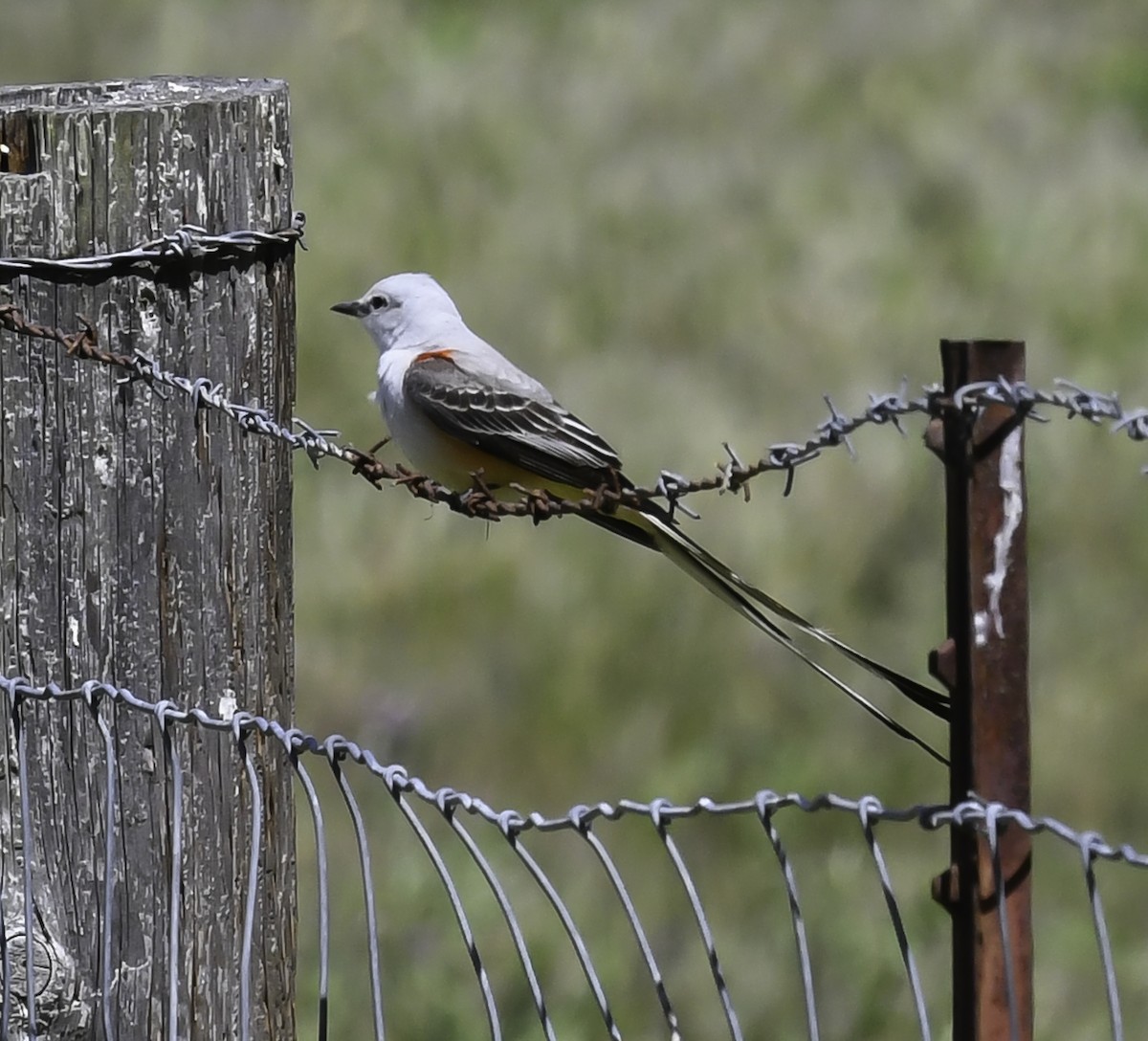 Scissor-tailed Flycatcher - ML449194541