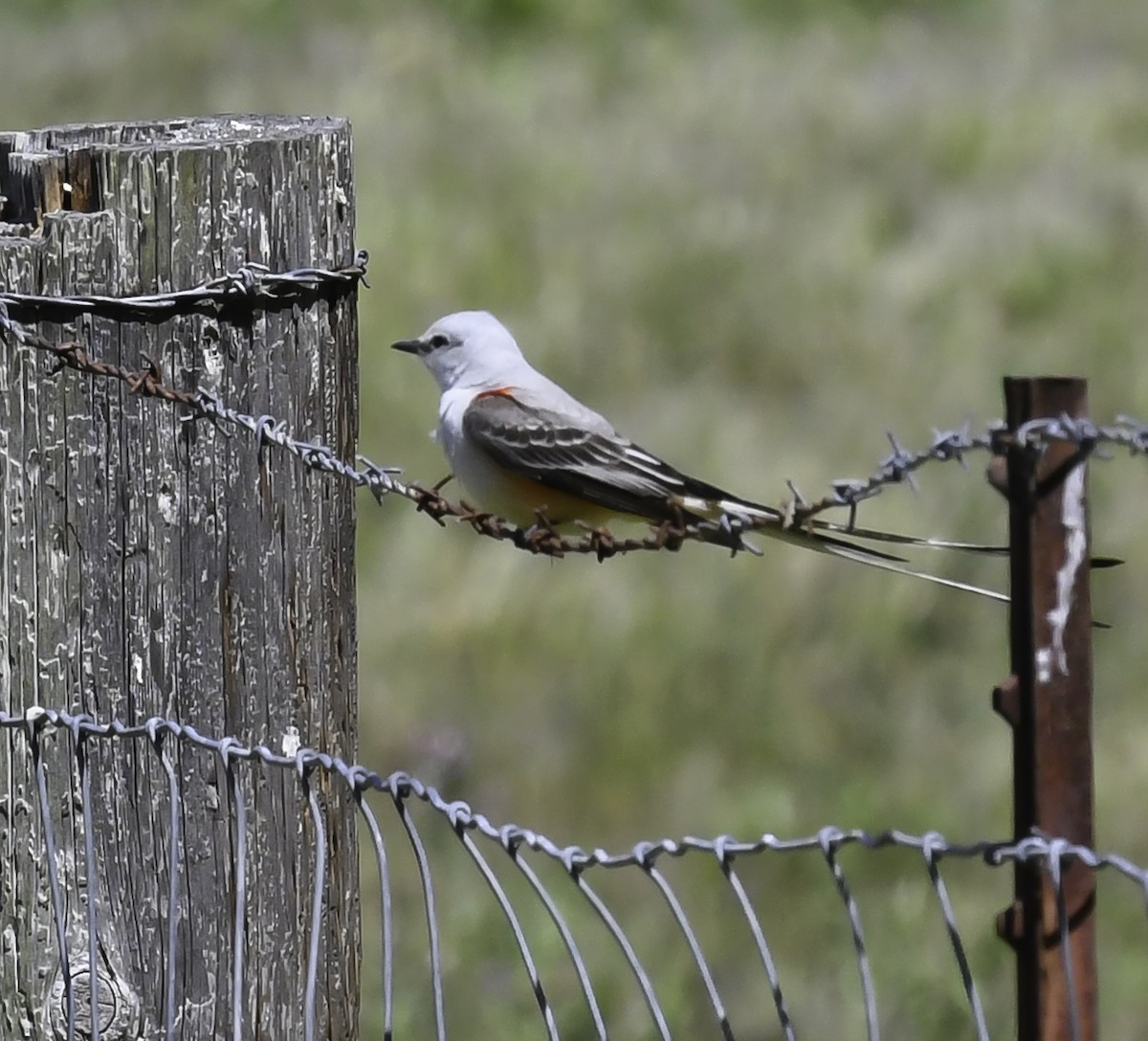 Scissor-tailed Flycatcher - ML449194591