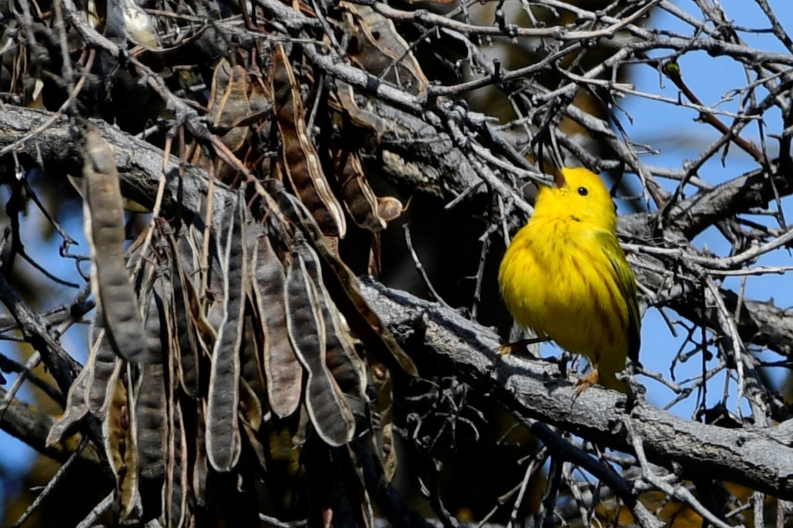 Yellow Warbler - ML449195171