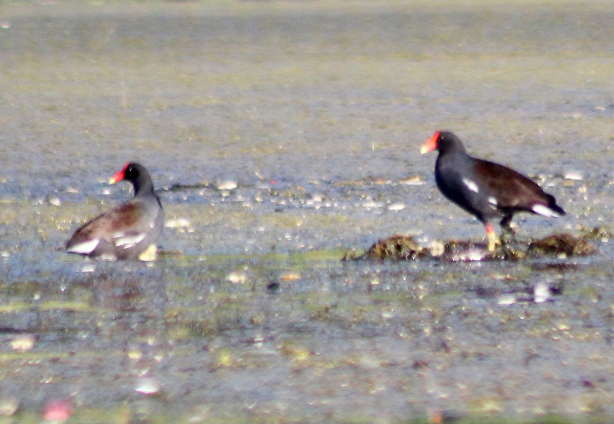 Common Gallinule - ML449195371