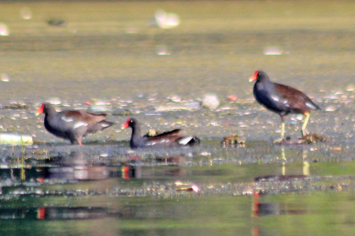 Common Gallinule - ML449195381