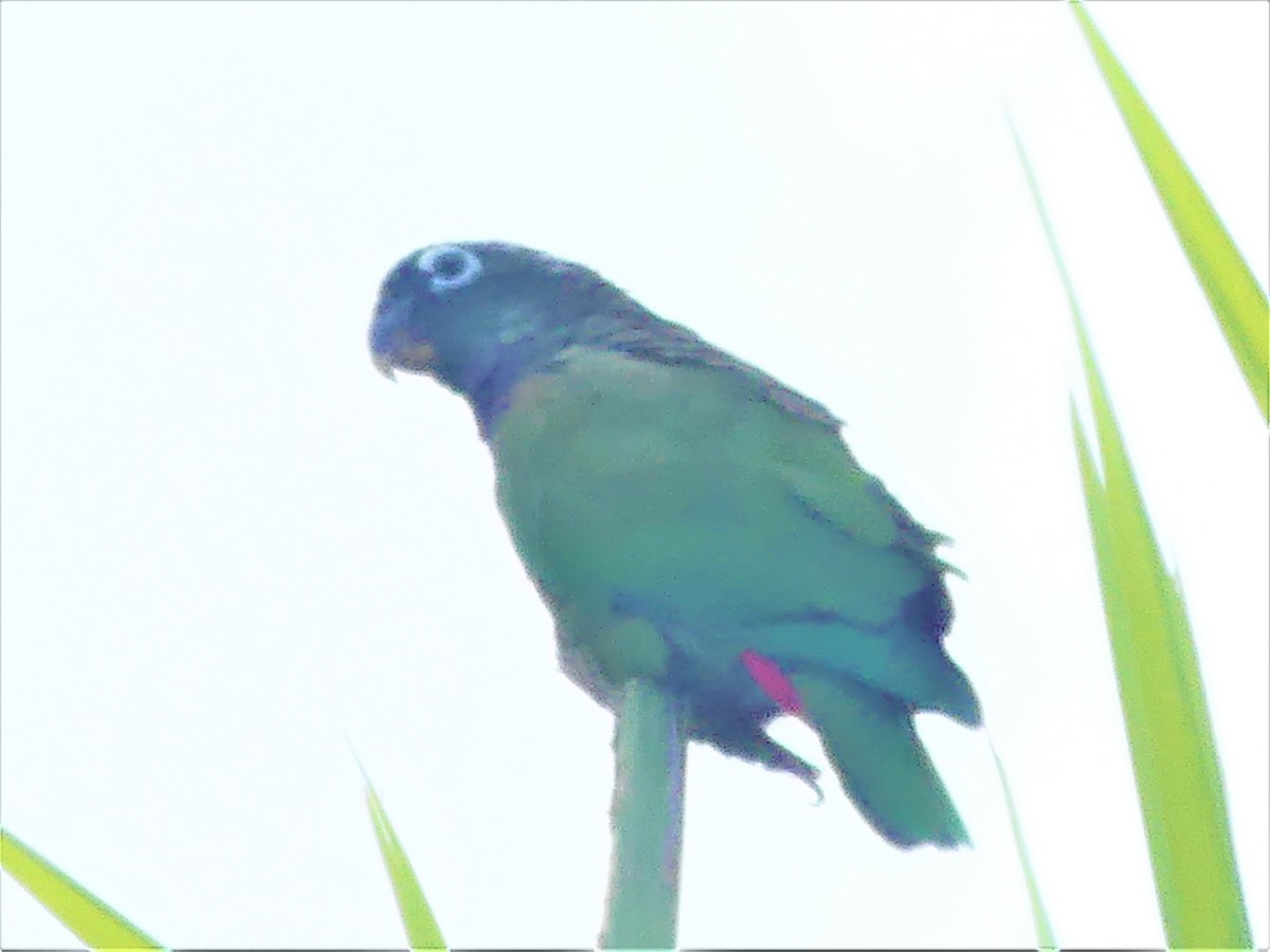 Scaly-headed Parrot - ML449195451