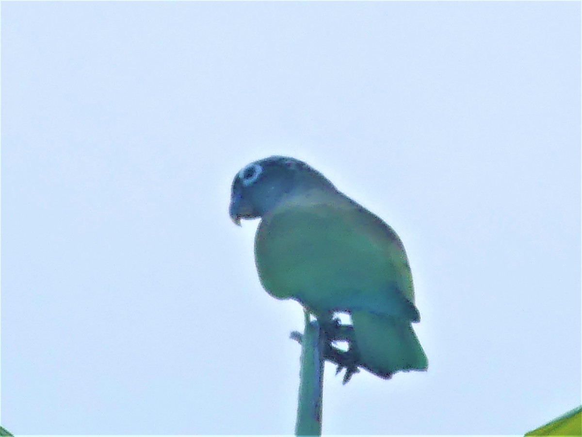 Scaly-headed Parrot - ML449195481