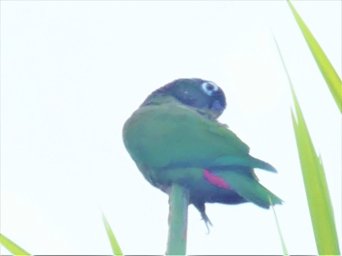 Scaly-headed Parrot - ML449195491