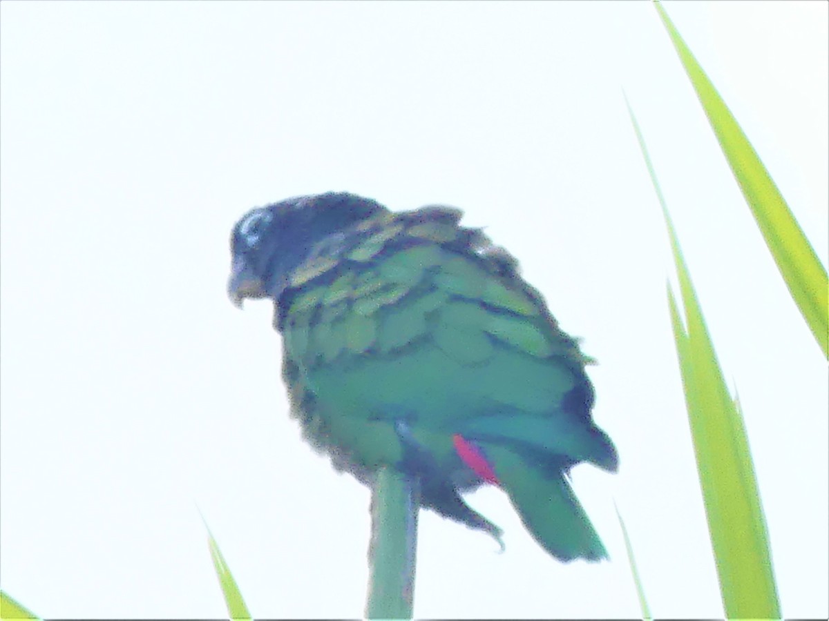 Scaly-headed Parrot - ML449195501