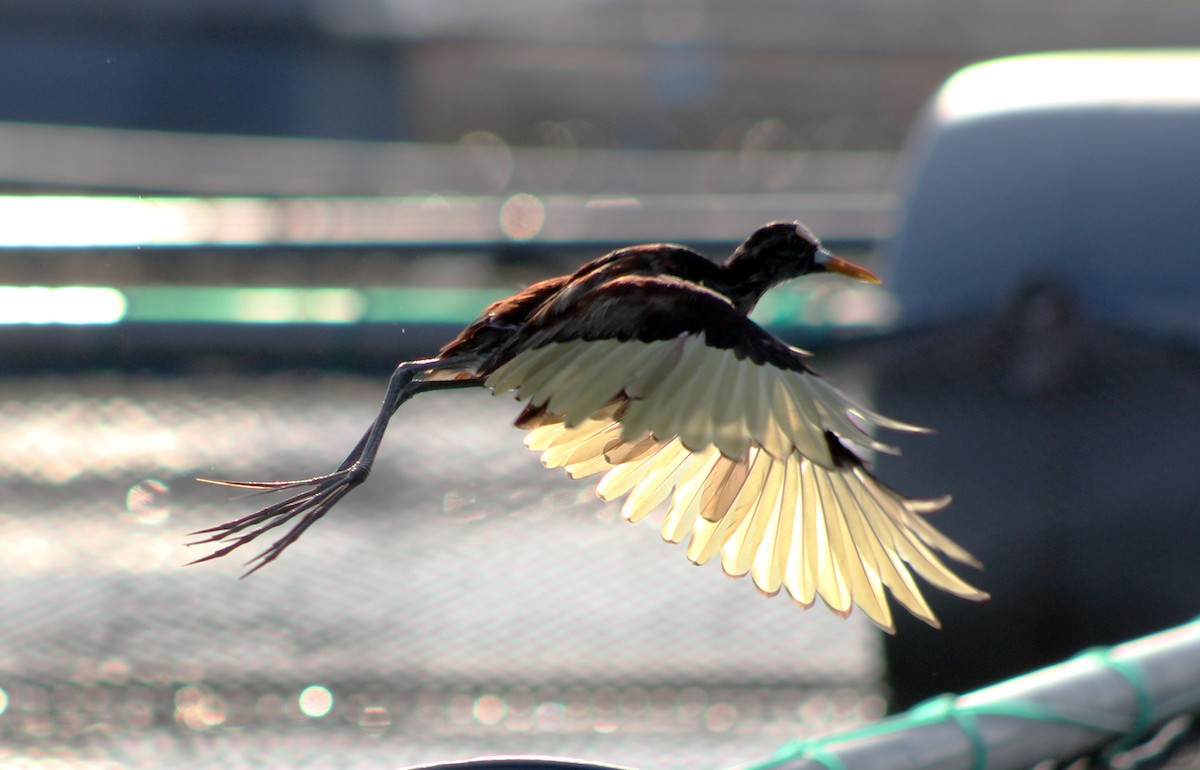 Northern Jacana - Mario Trejo