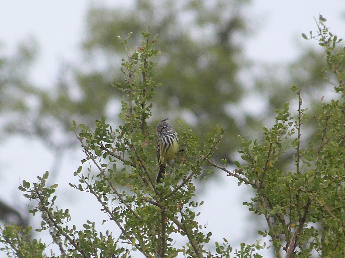 Yellow-billed Tit-Tyrant - ML449196641