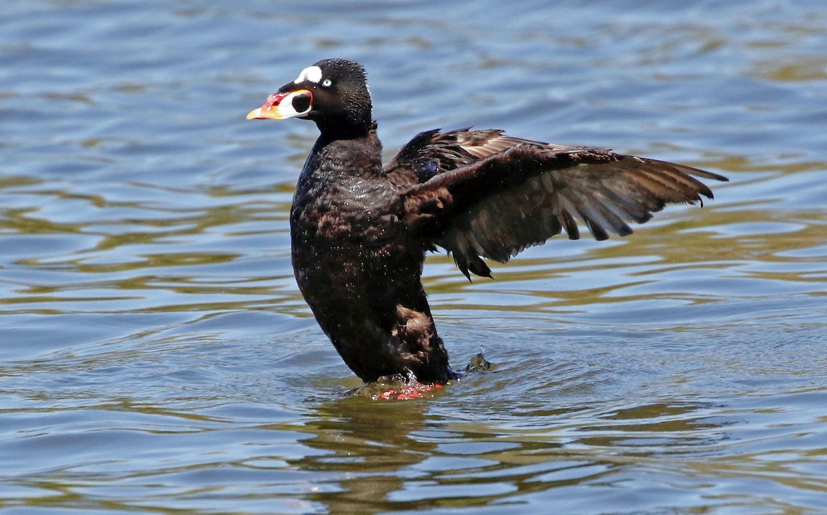 Surf Scoter - ML449197161