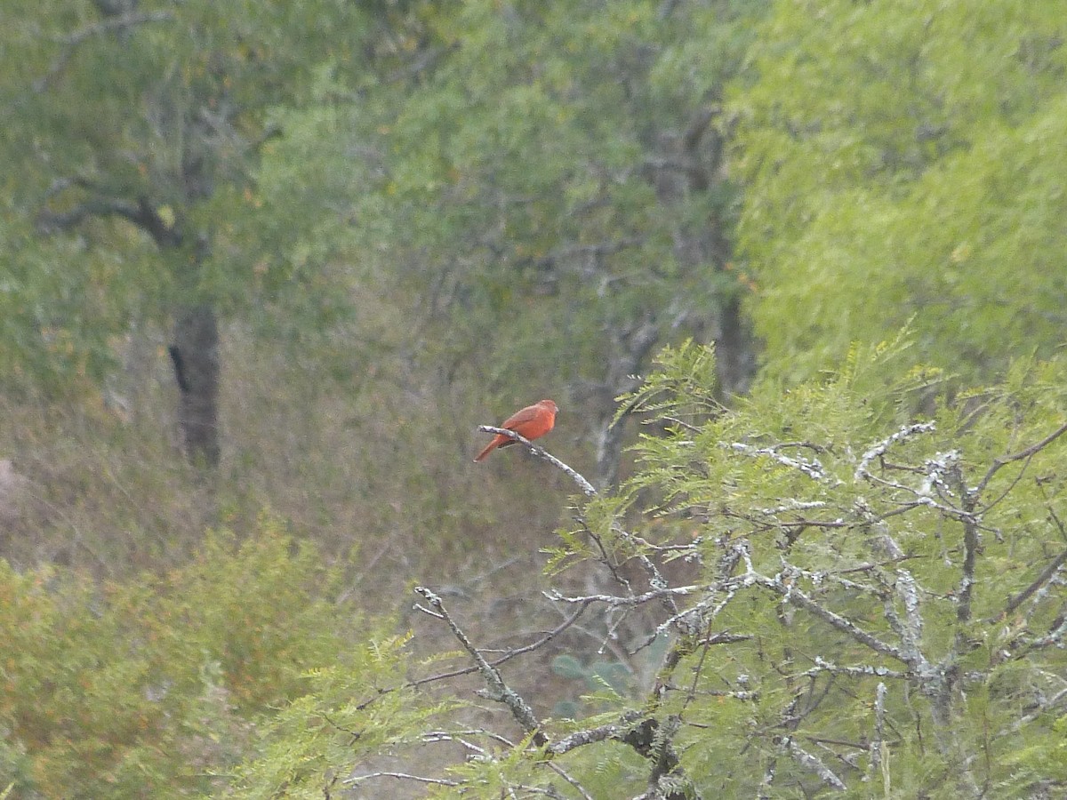 Hepatic Tanager - ML449197241
