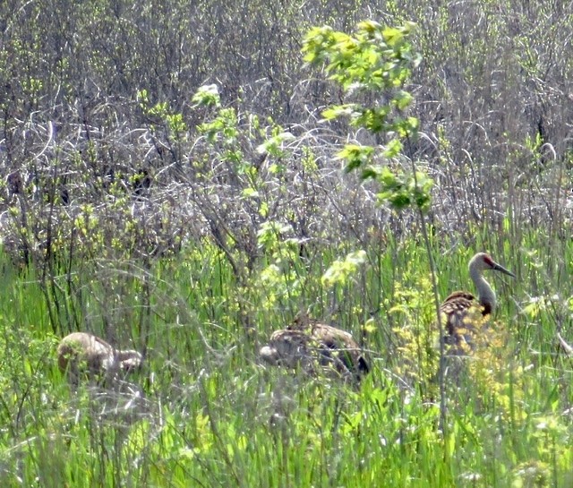 Sandhill Crane - ML449198501