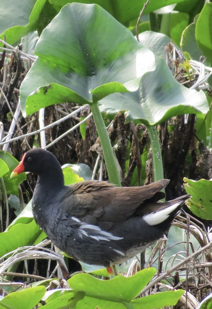 Amerikateichhuhn - ML449198871