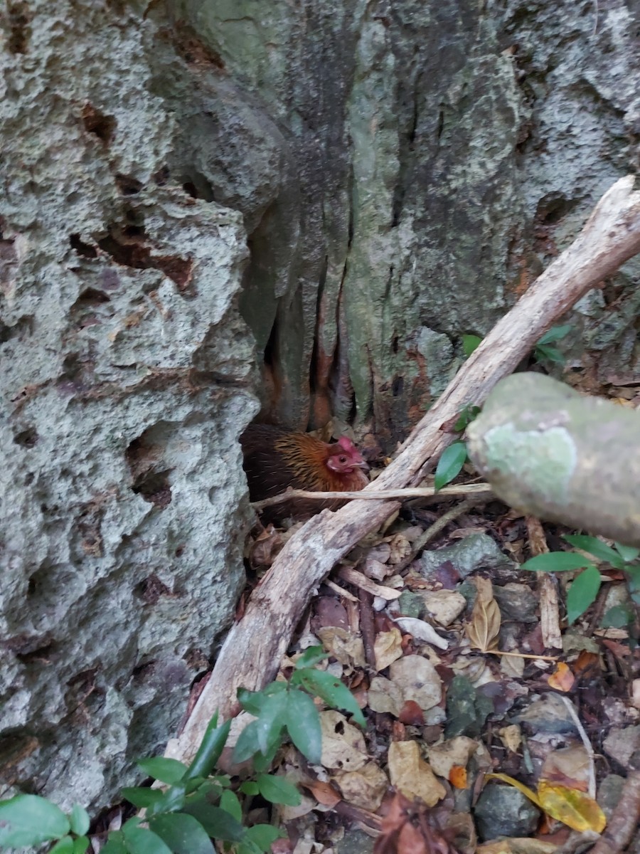 Red Junglefowl - ML449199011