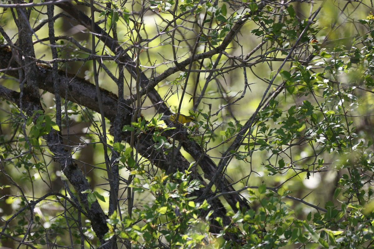 Blue-winged Warbler - ML449200471