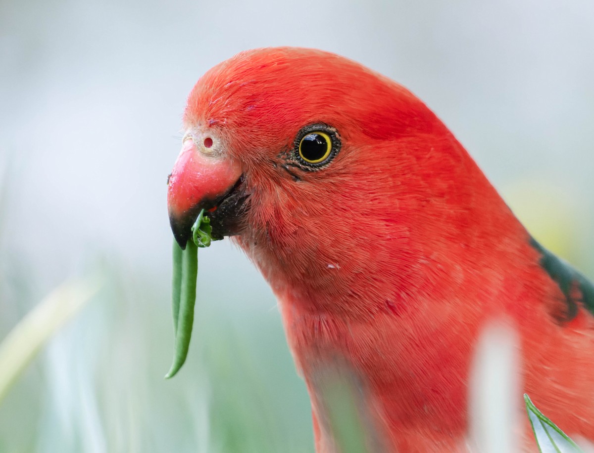 Australian King-Parrot - ML449201291