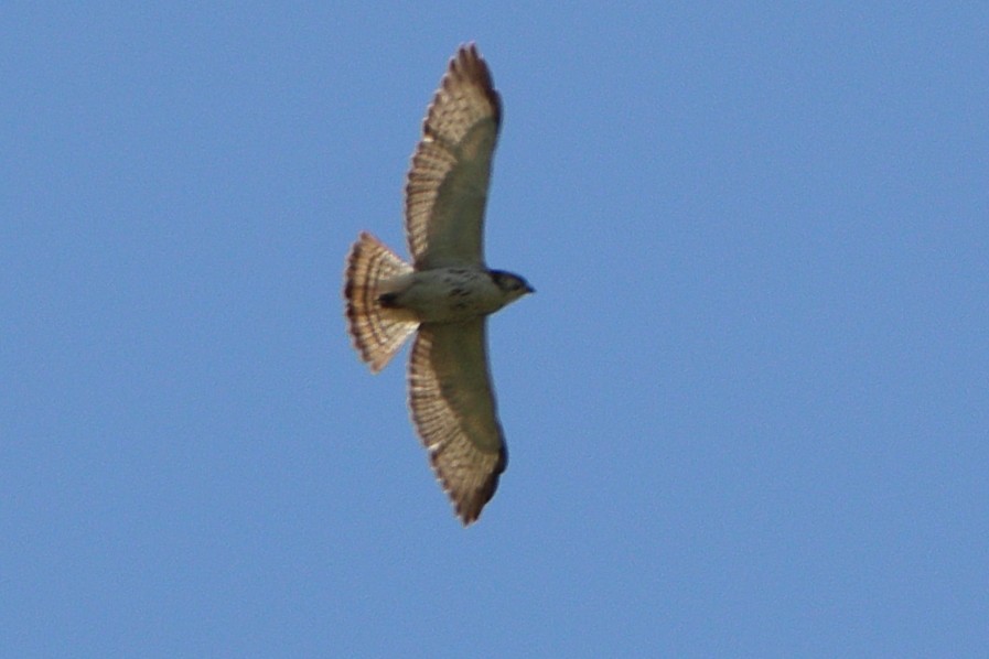 Broad-winged Hawk - ML449202861