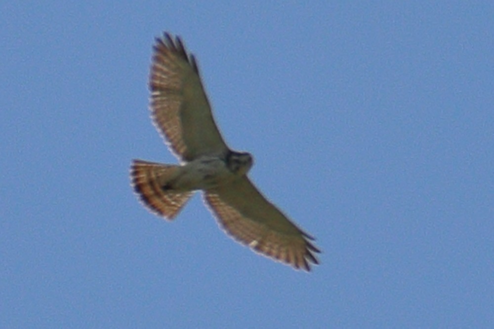 Broad-winged Hawk - ML449202871